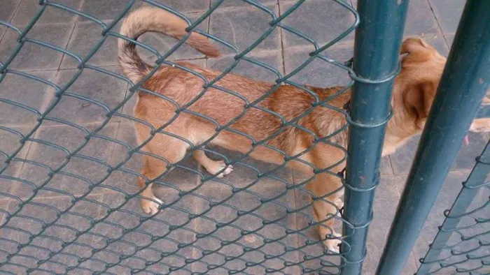 Cachorro ra a Indefinida idade 7 a 11 meses nome Marley