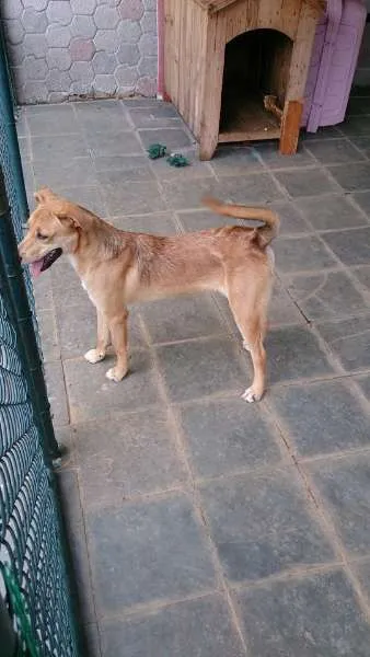 Cachorro ra a Indefinida idade 7 a 11 meses nome Marley