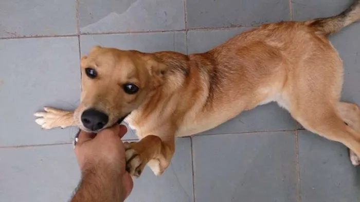 Cachorro ra a Indefinida idade 7 a 11 meses nome Marley