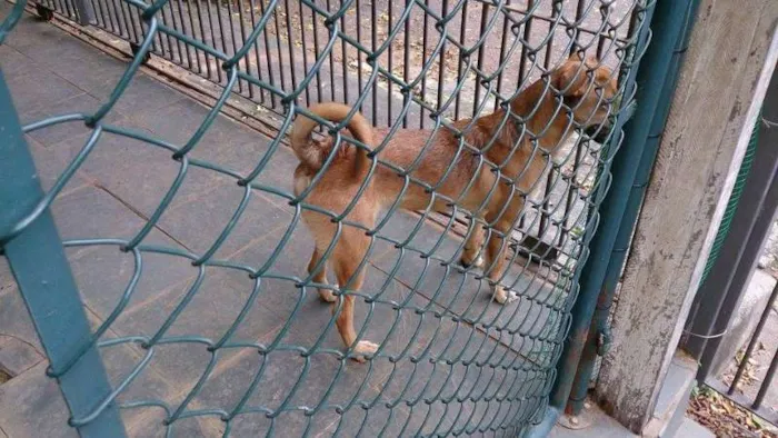 Cachorro ra a Indefinida idade 7 a 11 meses nome Marley
