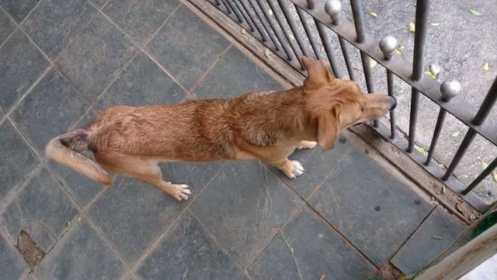 Cachorro ra a Indefinida idade 7 a 11 meses nome Marley
