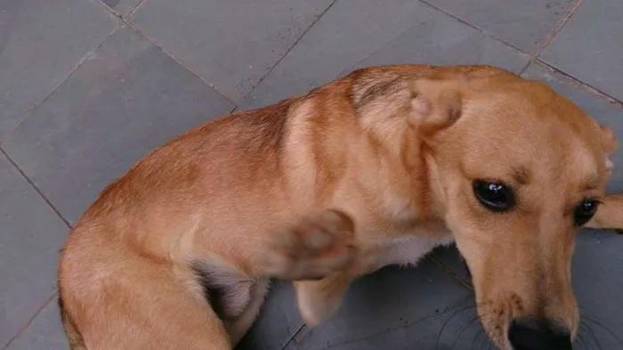 Cachorro ra a Indefinida idade 7 a 11 meses nome Marley
