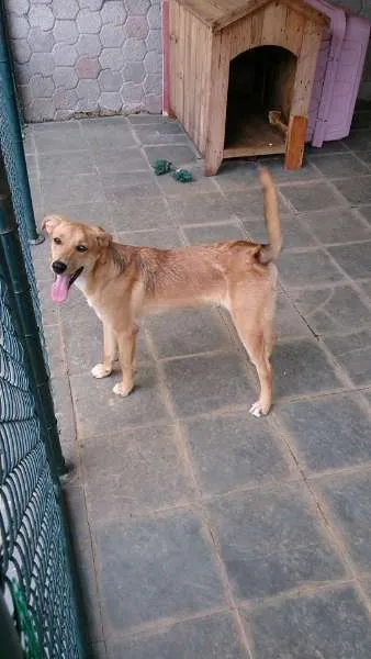 Cachorro ra a Indefinida idade 7 a 11 meses nome Marley