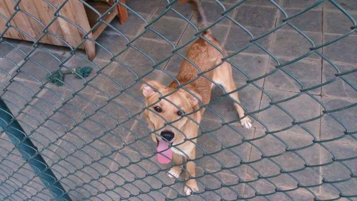 Cachorro ra a Indefinida idade 7 a 11 meses nome Marley