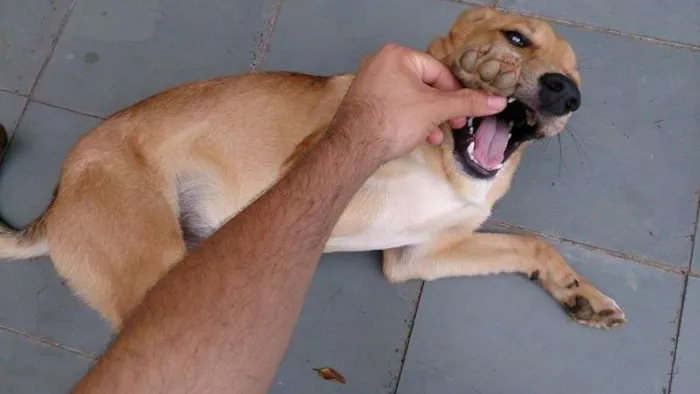 Cachorro ra a Indefinida idade 7 a 11 meses nome Marley