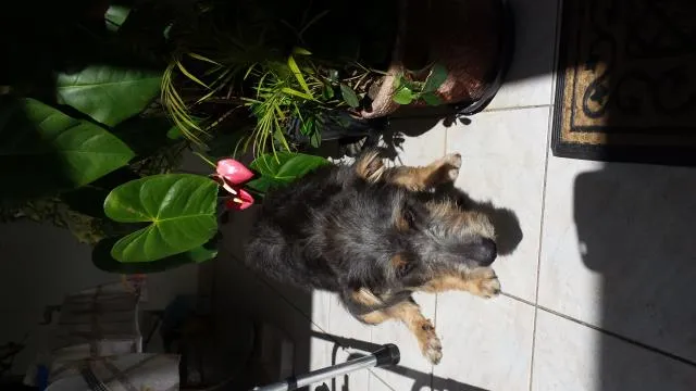 Cachorro ra a SRD idade 7 a 11 meses nome Estopinha 