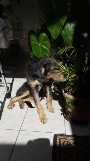 Cachorro ra a SRD idade 7 a 11 meses nome Estopinha 