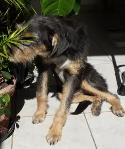 Cachorro ra a SRD idade 7 a 11 meses nome Estopinha 