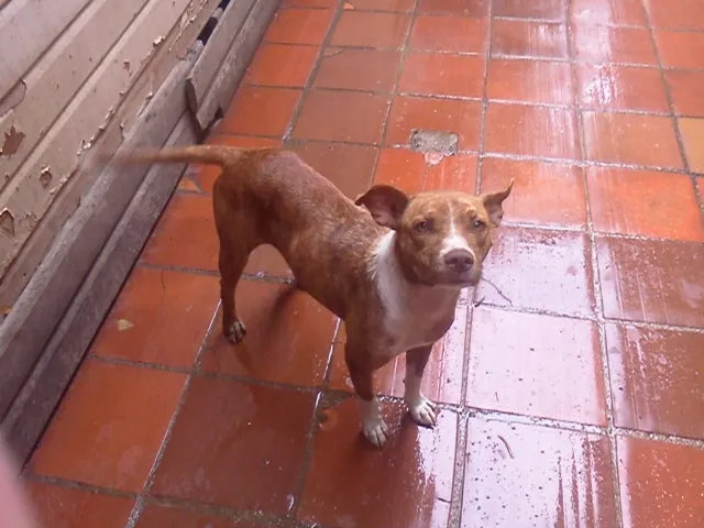 Cachorro ra a Pit-Bull idade 3 anos nome Lility