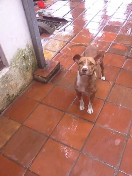 Cachorro ra a Pit-Bull idade 3 anos nome Lility