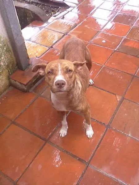 Cachorro ra a Pit-Bull idade 3 anos nome Lility