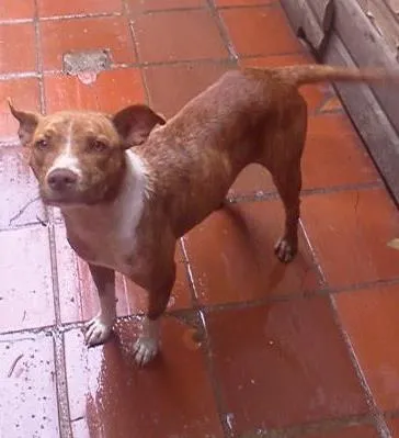 Cachorro ra a Pit-Bull idade 3 anos nome Lility