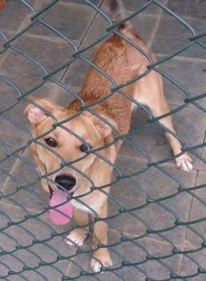 Cachorro raça Indefinida idade 7 a 11 meses nome Marley