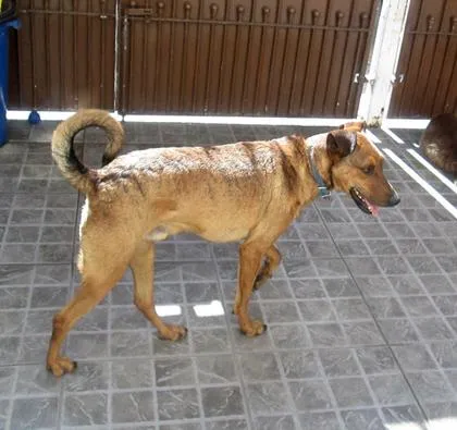 Cachorro ra a SRD idade 2 anos nome Tony