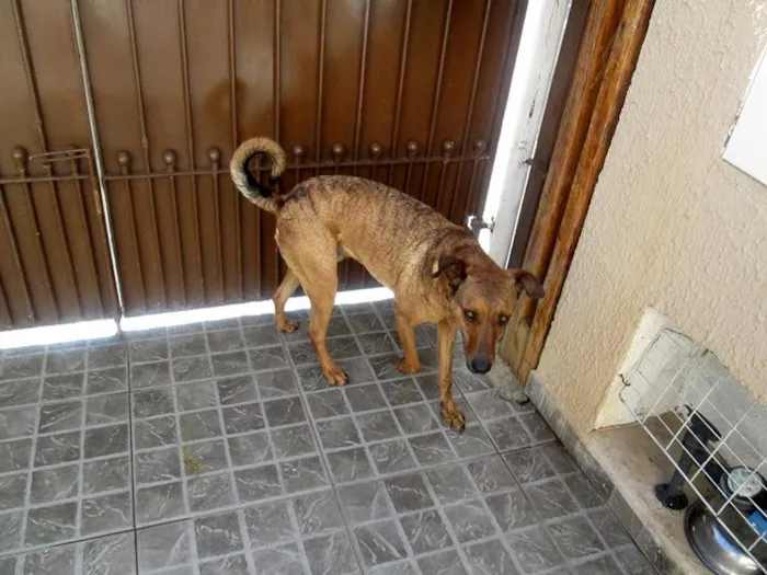 Cachorro ra a SRD idade 2 anos nome Tony