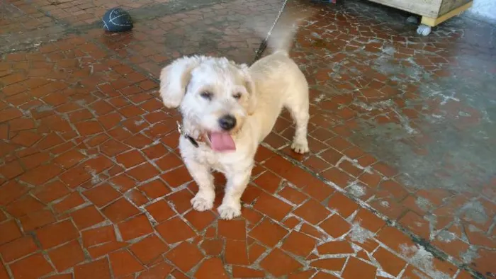 Cachorro ra a Lhasa Apso idade 2 anos nome Pluto