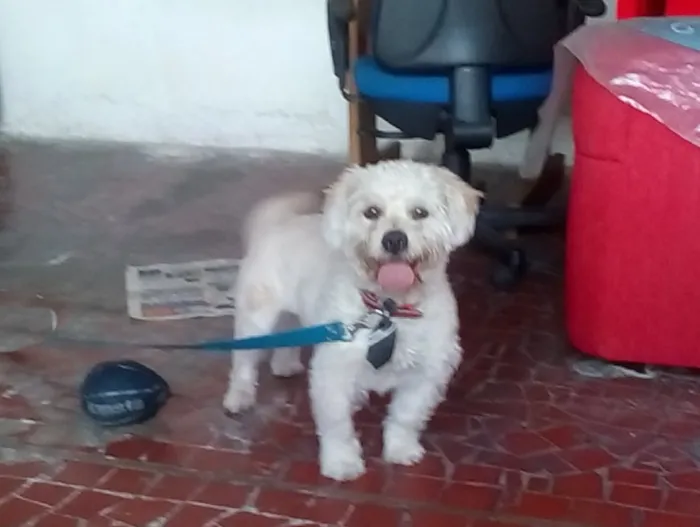 Cachorro ra a Lhasa Apso idade 2 anos nome Pluto