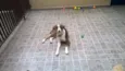 Apolo