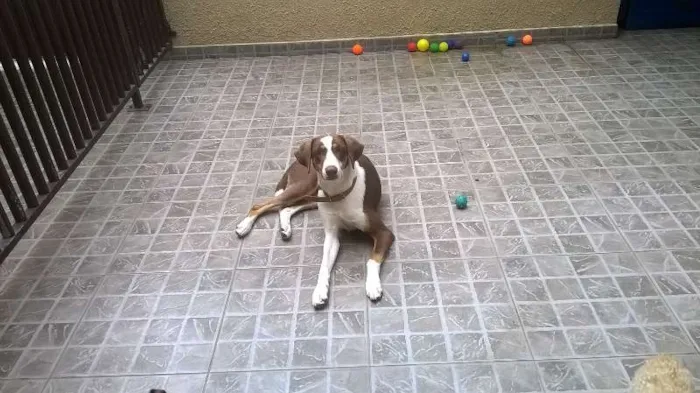 Cachorro ra a Perdigueiro idade 1 ano nome Apolo