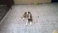 Apolo