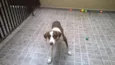 Apolo