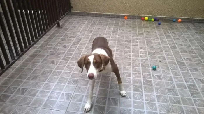 Cachorro ra a Perdigueiro idade 1 ano nome Apolo