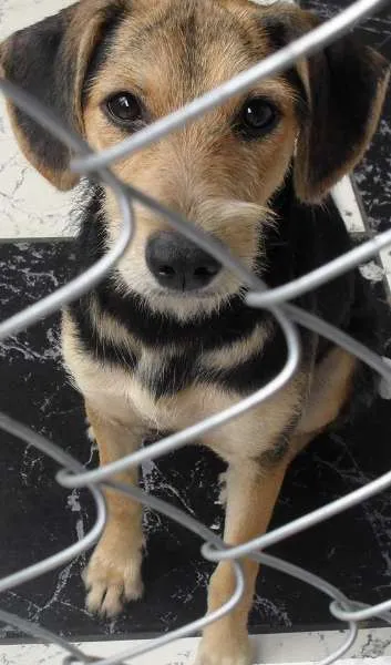 Cachorro ra a indefinida  idade 2 a 6 meses nome Roberta 