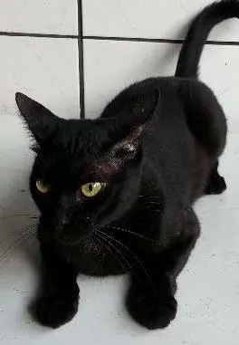 Gato ra a indefinida  idade 2 anos nome Pelé 