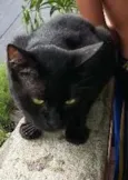 Pelé