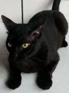 Gato ra a indefinida  idade 2 anos nome Pelé 