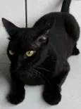 Pelé