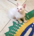 Branquinho
