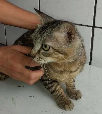 Gato ra a  idade 2 a 6 meses nome Leãozinho