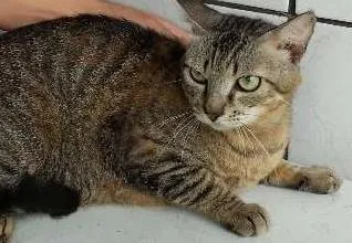 Gato ra a  idade 2 a 6 meses nome Leãozinho