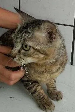 Gato ra a  idade 2 a 6 meses nome Leãozinho