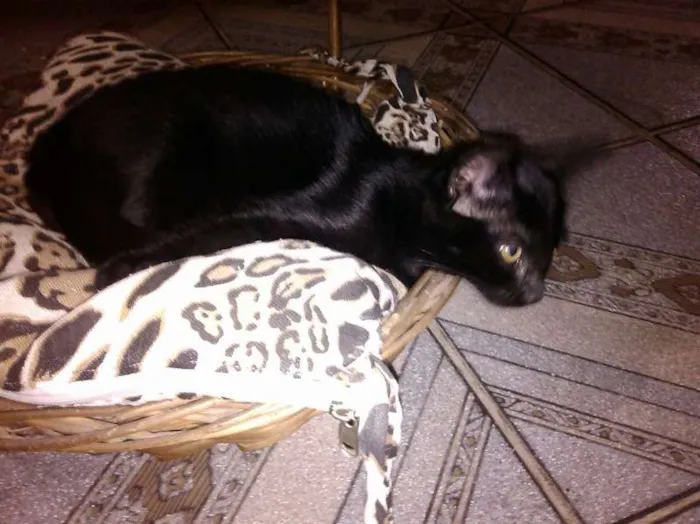 Gato ra a ND idade 2 a 6 meses nome GATINHA