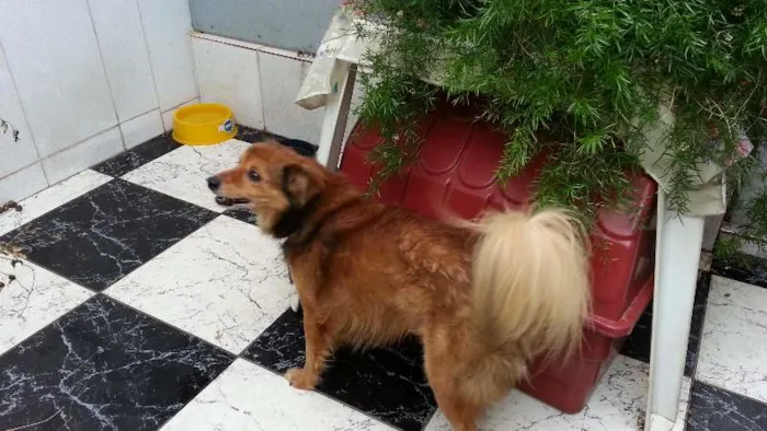 Cachorro ra a Indefinida  idade 5 anos nome Tico 