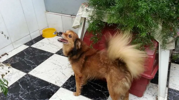 Cachorro ra a Indefinida  idade 5 anos nome Tico 