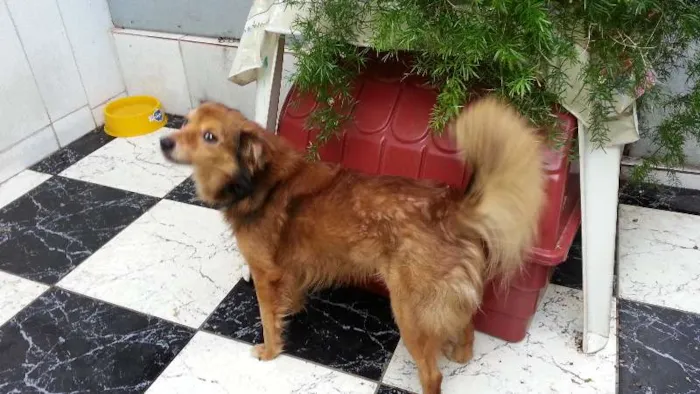Cachorro ra a Indefinida  idade 5 anos nome Tico 