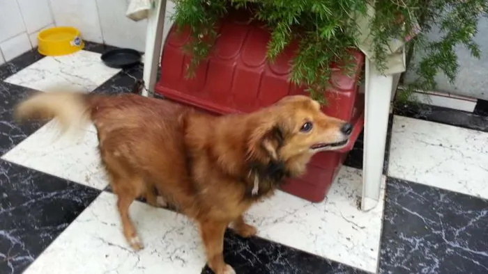 Cachorro ra a Indefinida  idade 5 anos nome Tico 