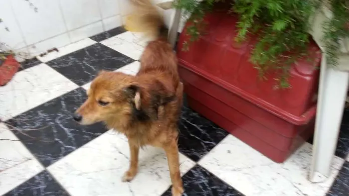 Cachorro ra a Indefinida  idade 5 anos nome Tico 