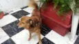 Tico