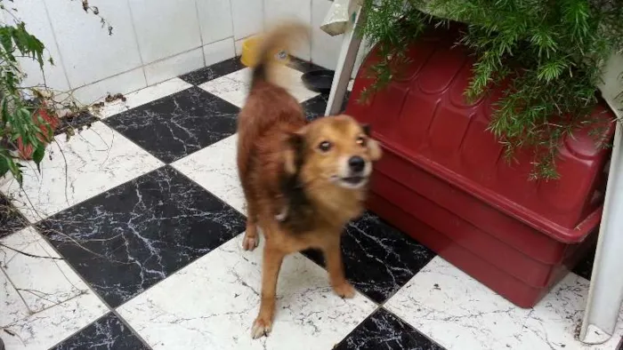 Cachorro ra a Indefinida  idade 5 anos nome Tico 