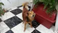 Tico
