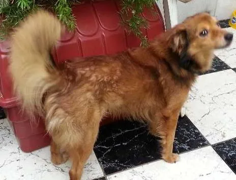 Cachorro ra a Indefinida  idade 5 anos nome Tico 