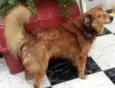Tico