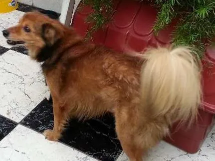 Cachorro ra a Indefinida  idade 5 anos nome Tico 