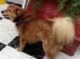 Tico