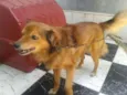 Tico