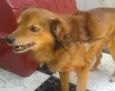 Tico